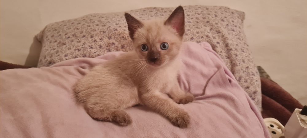 Срочно Отдам котёнка