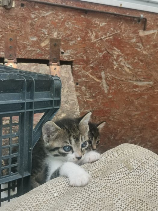 Pisic spre adoptie