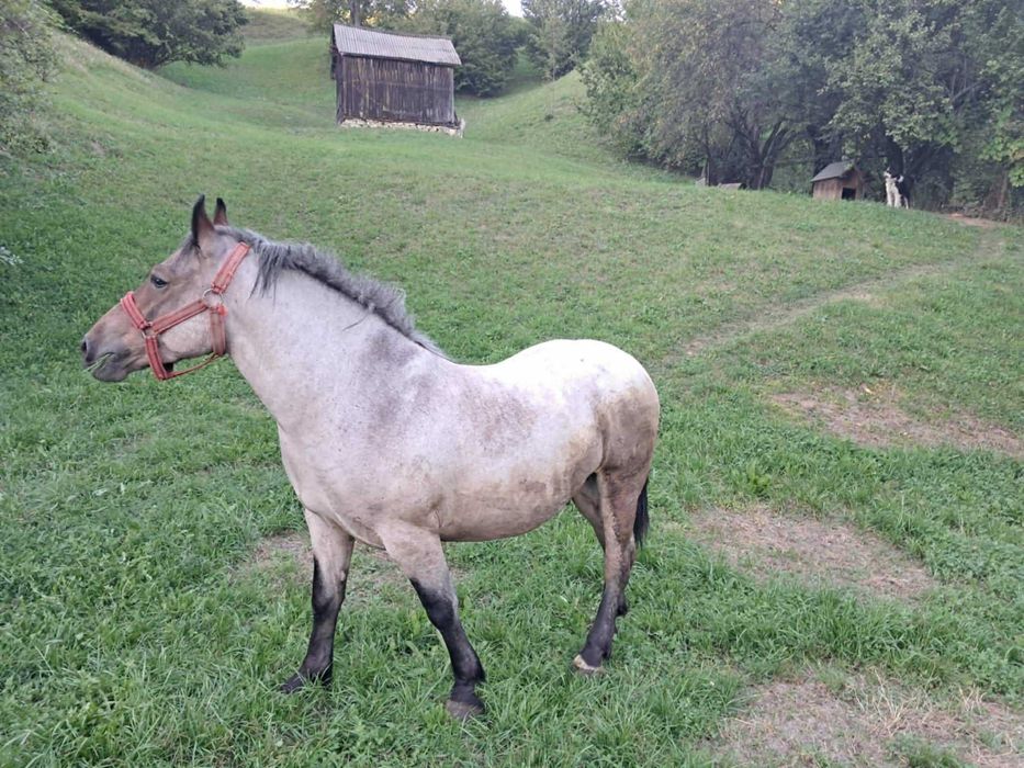 Vand cal de 2 ani jumate