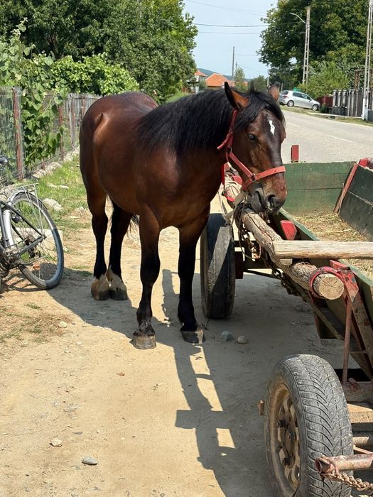 Vand manaz de armasar de un an si doua luni din cai greu