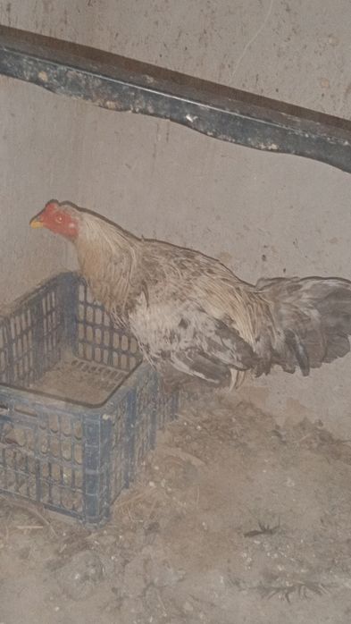 Жас қораз шымкент