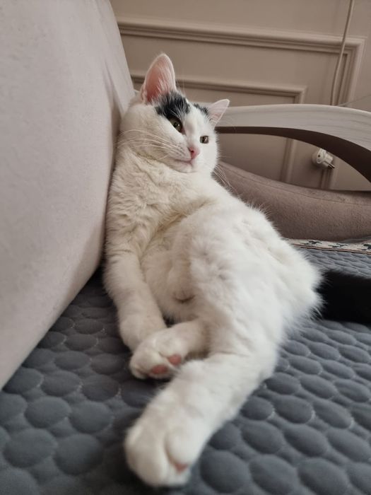 Отдам кота + всё необходимое бесплатно