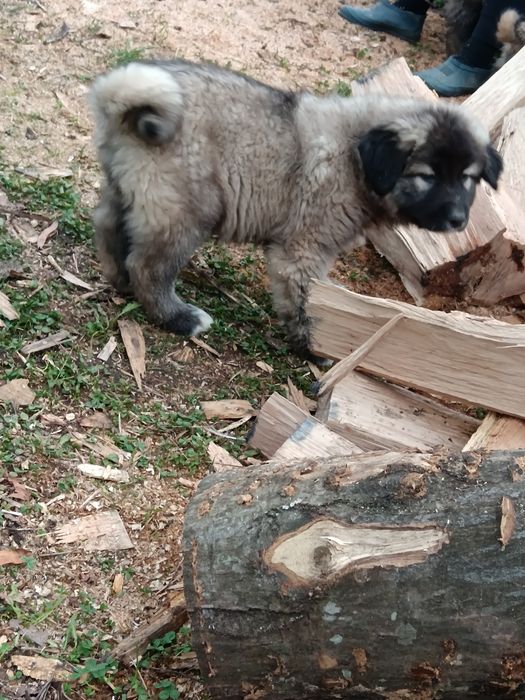 Masute de cafea mari și mici