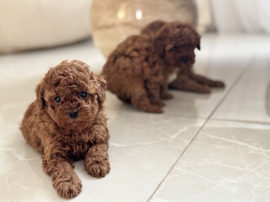 Пудел Той/Poodle Toy