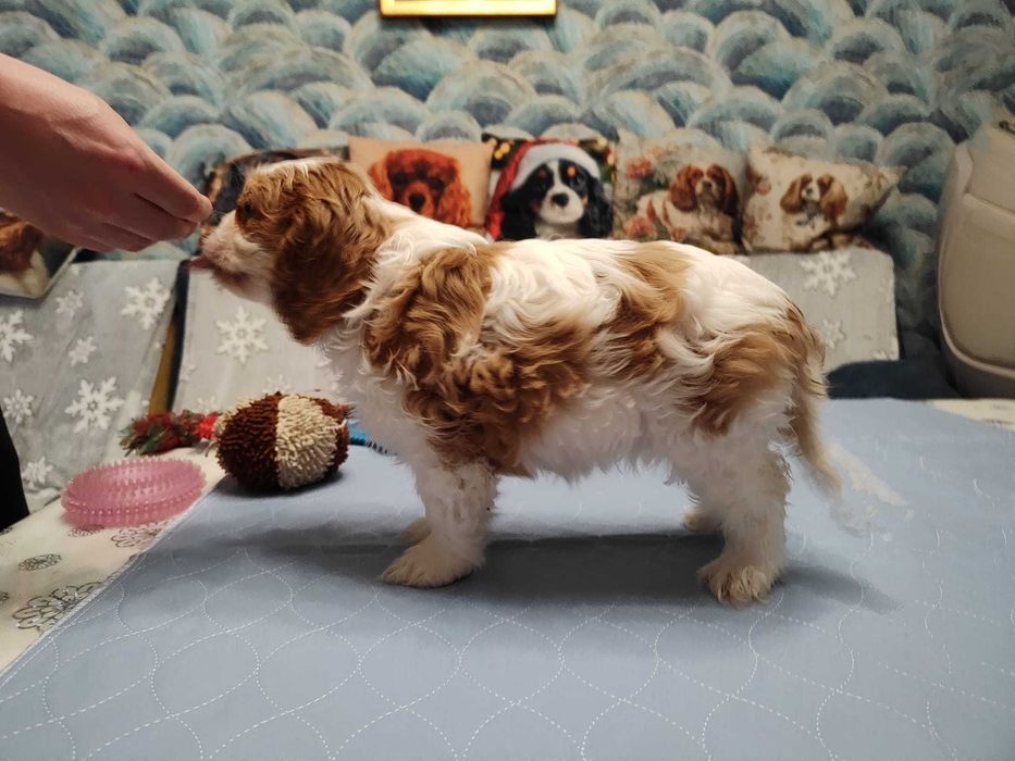 Vindem Fetita de Cavalier KCS din parinti campioni testati genetic