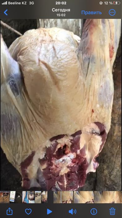 Соғымға ұрғашы патсос бұзаулар тайынша құнажындар бар!