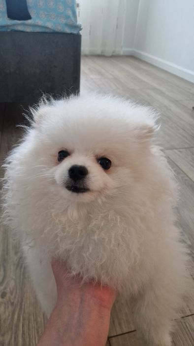 Pomeranian cu certificat de origine  pedigree