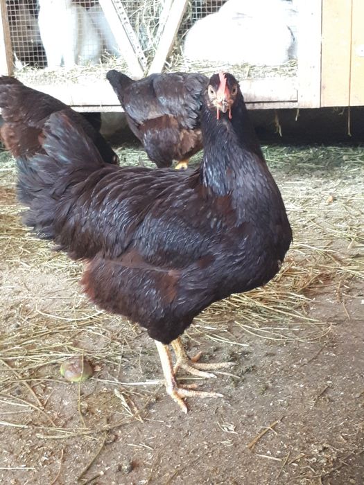 Oua pentru incubat  Rhode Island