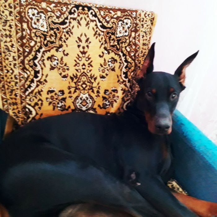 Доберман для вязки