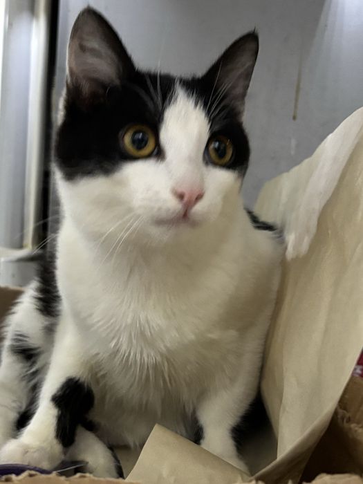 Отдадим кота в добрые руки