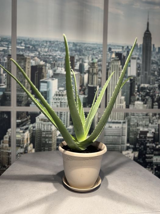 Продам Алоэ вера