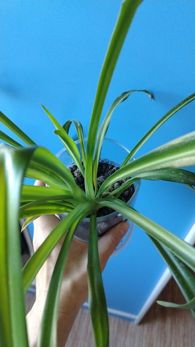 Цветы комнатные от 500тенге