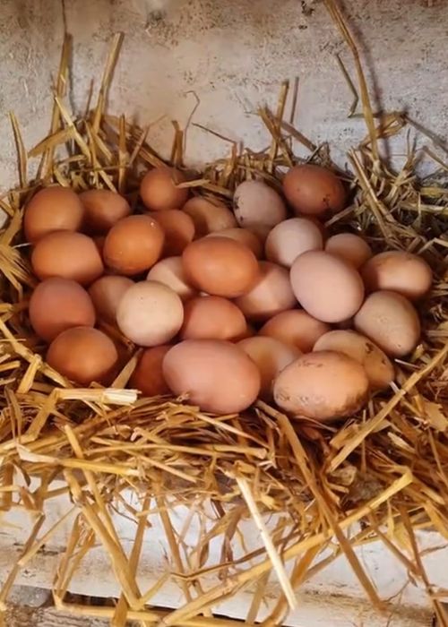 Gaini cu livrare la domiciliu