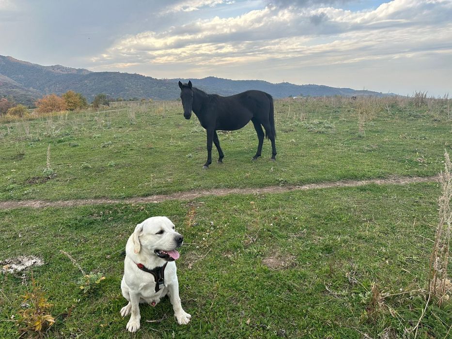 Вязка лабрадор