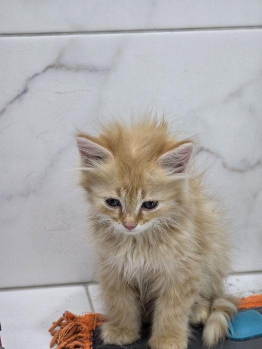 Отдам котят в хорошие руки!
