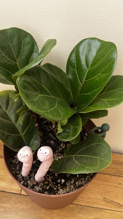 Лирата комнатные цветы