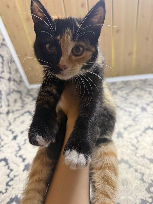 Котята бесплатно