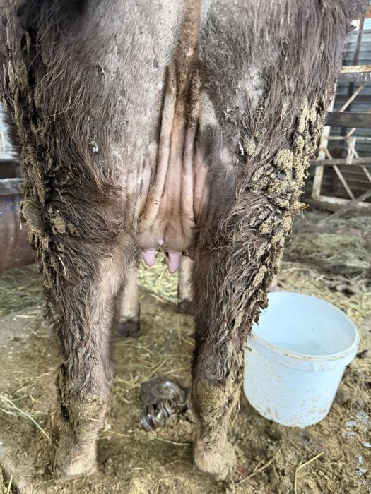 Сиыр құнажын сүтті корова