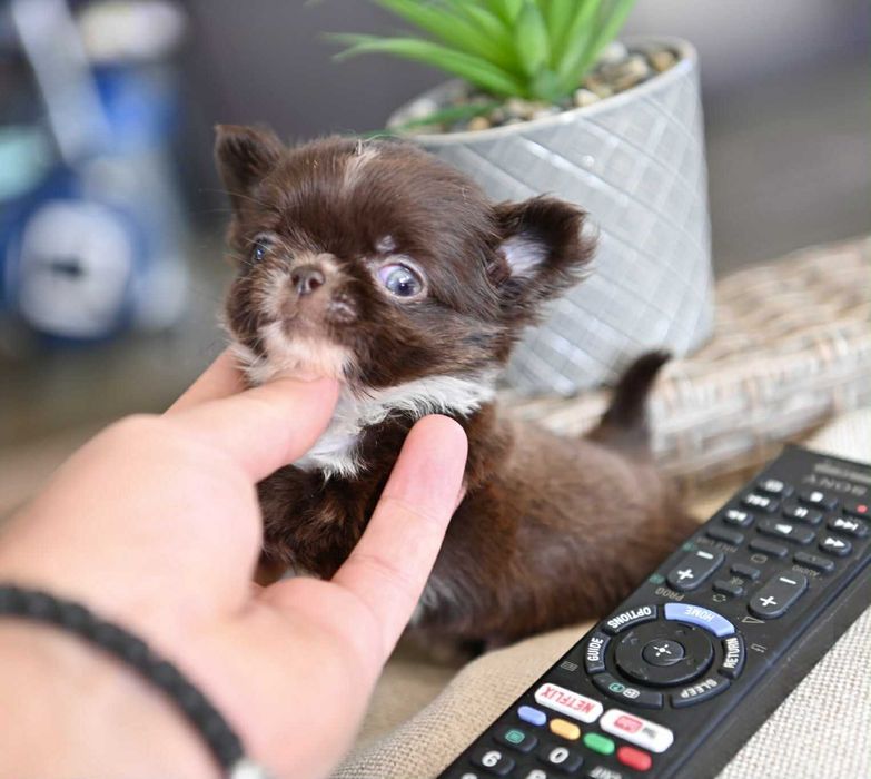 Мъжко дългокосместо мниатюрно шоколадово чихуахуа