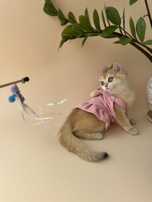Котята Британские «Шиншилла»