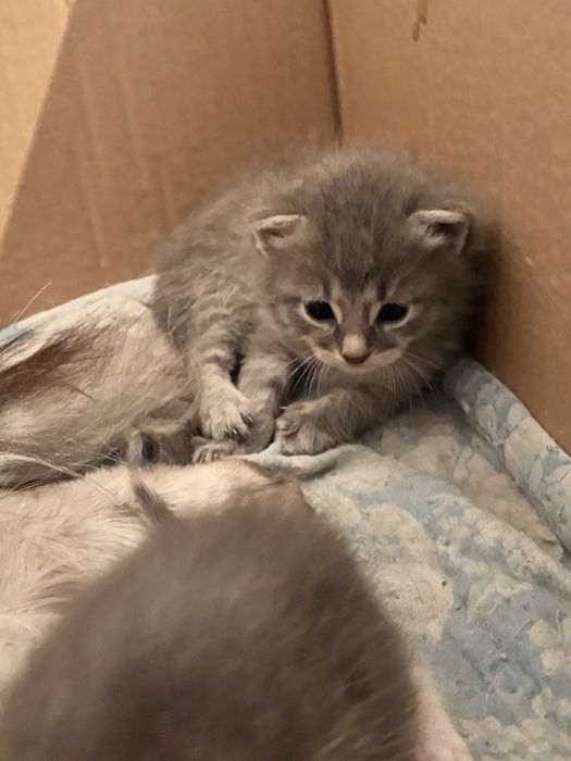 Продам 3 котяттти