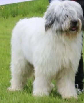 Pui Ciobănesc Romanesc Mioritic