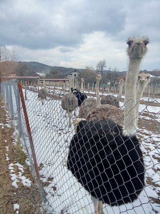 Oua struț proaspete pt consum  sau pt incubator