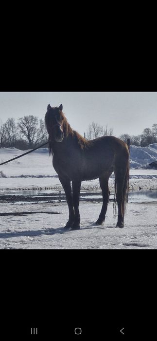 Продам жеребца на племя