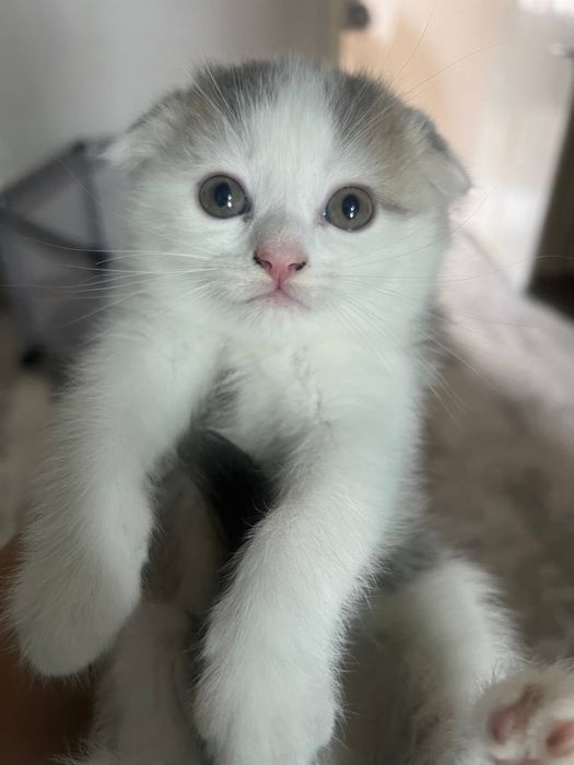 Продаётся котёнок скоттиш фолд