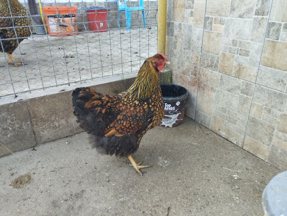 Pui și oua incubat Wiandotte GSG și Argintiu