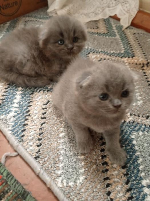 Котята Шотландской породы Вислоухие