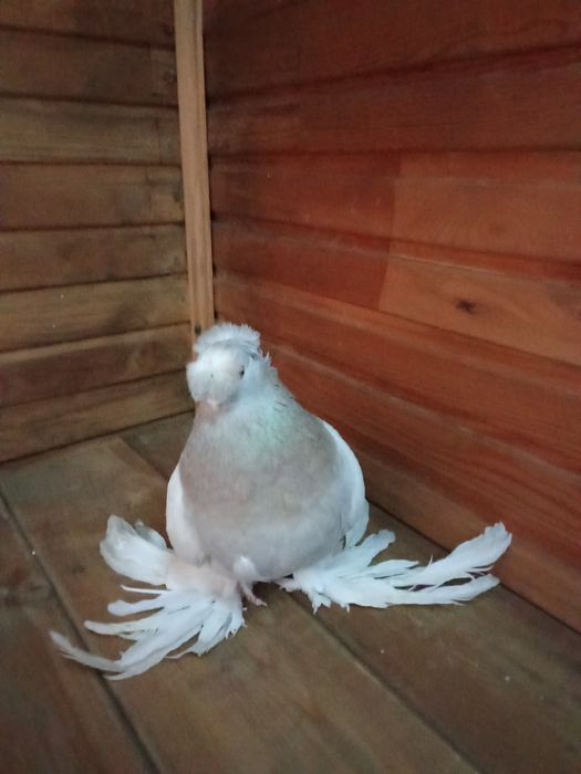 Двухчубая голупка