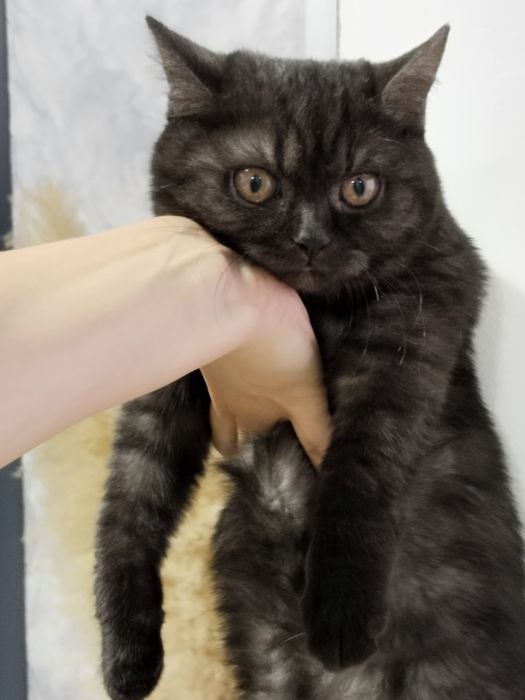 Продам чистокровную британку кошку МЫШЕЛОВ 4 месяцев