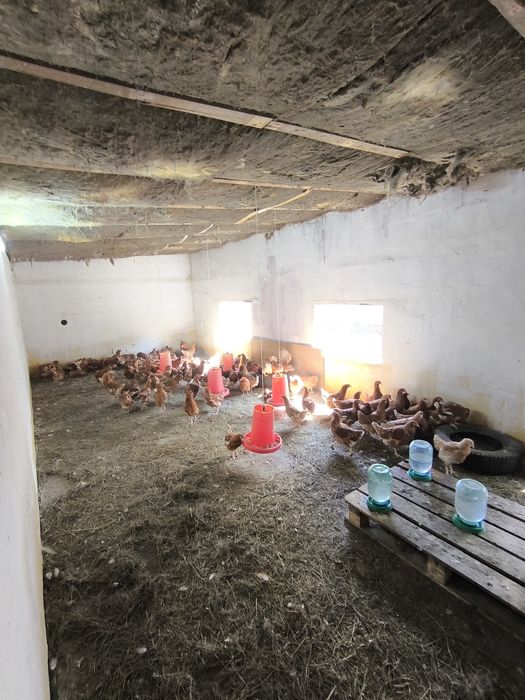 Куры ломан браун