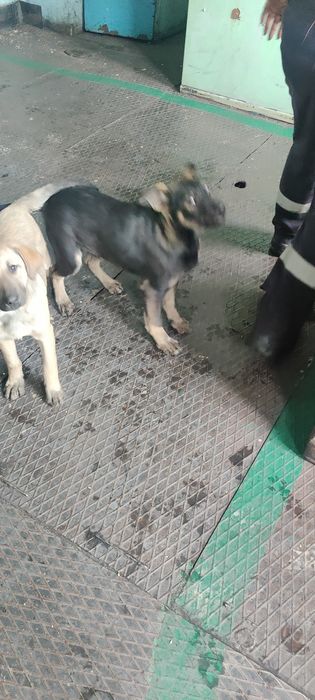 Щенки ищут семью