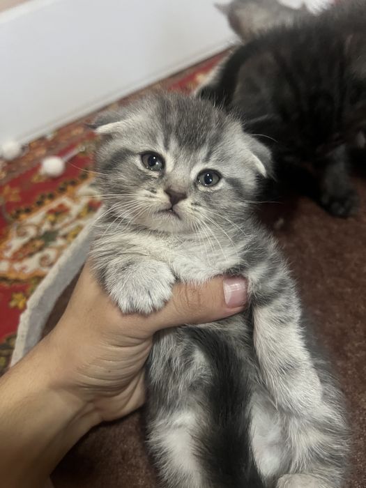 Zotdor mushukchalar sotiladi ikta qulogi tik qolgan