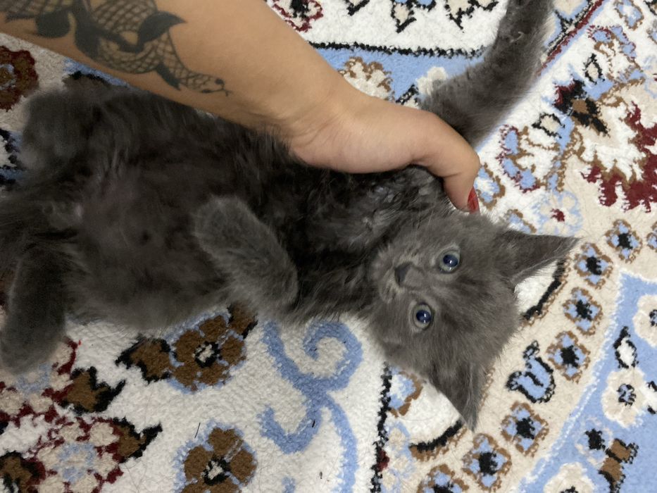 Отдам котёнка в добрые руки