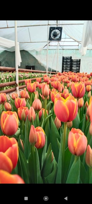 Тюльпаны 60-80см бутоны 5-10см