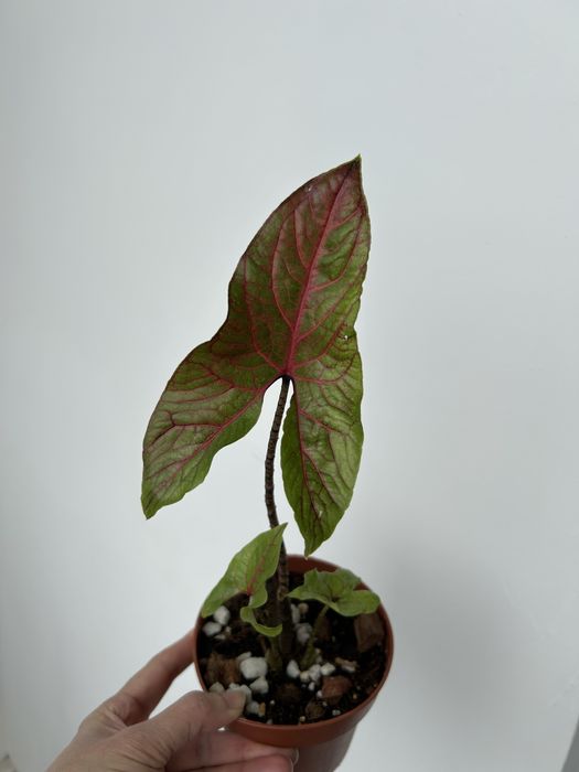 Продам редкое растение