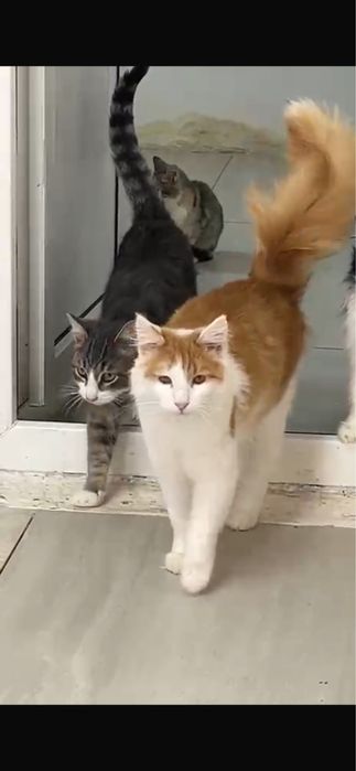 кошки в добрые руки