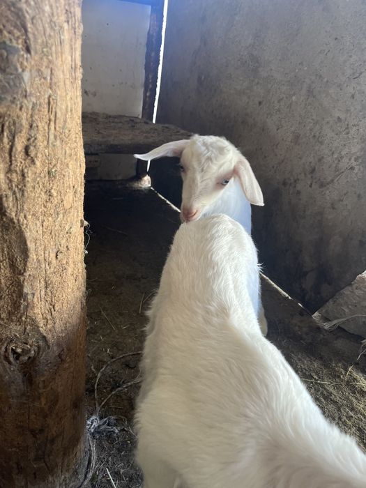 Лақ екеу ақ жетім