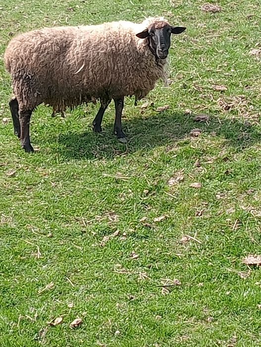 Cine dorește oi suffolk