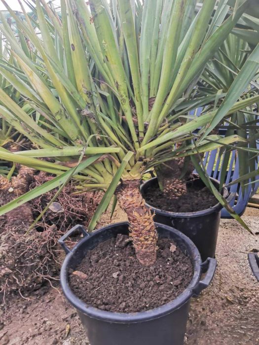 Палма юка външна студоустойчива