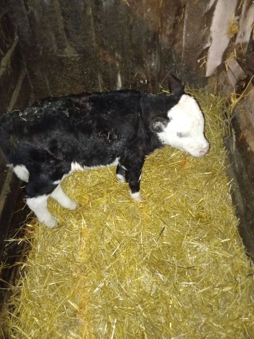 Продам теленка- телочка