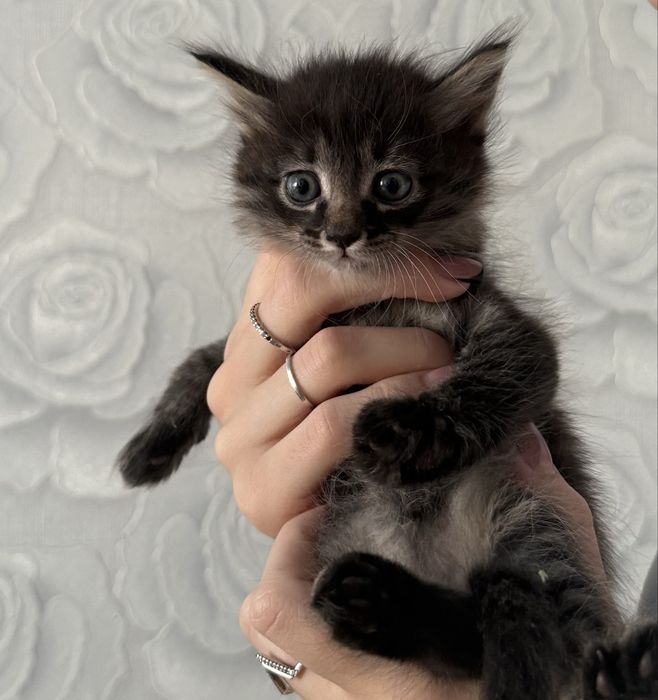 Отдам котят в добыре руки