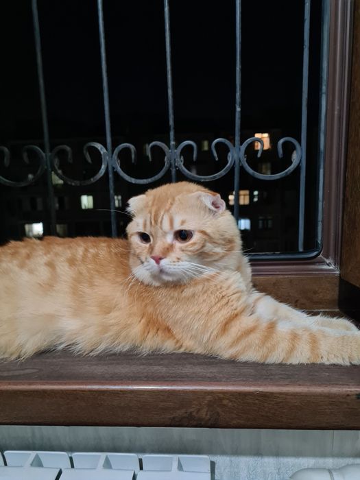 Вяска оригинал Скоттиш фолд шиншила 1.5 ёш