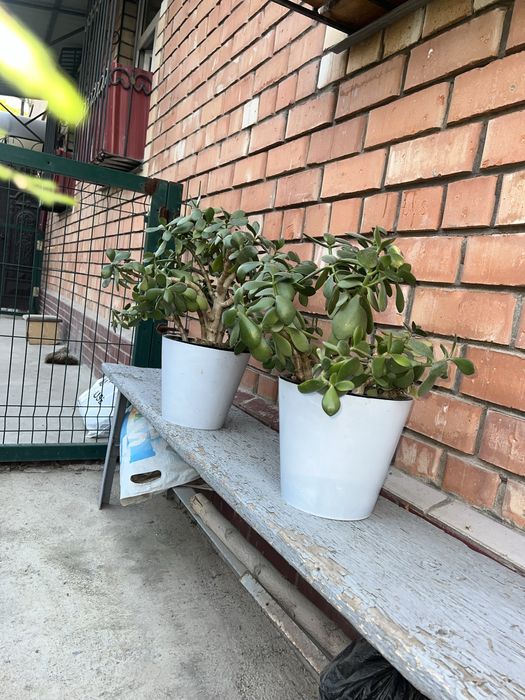 Кимга кере буса мурожат клила