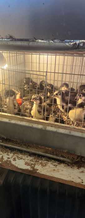 Pui australorp trei saptamani