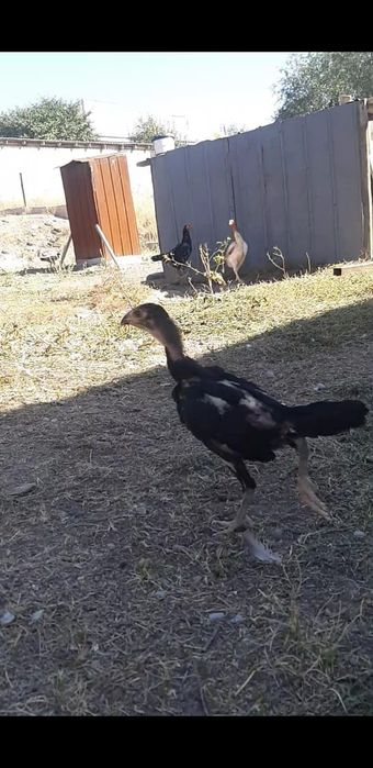 Бойцовибалапандар
