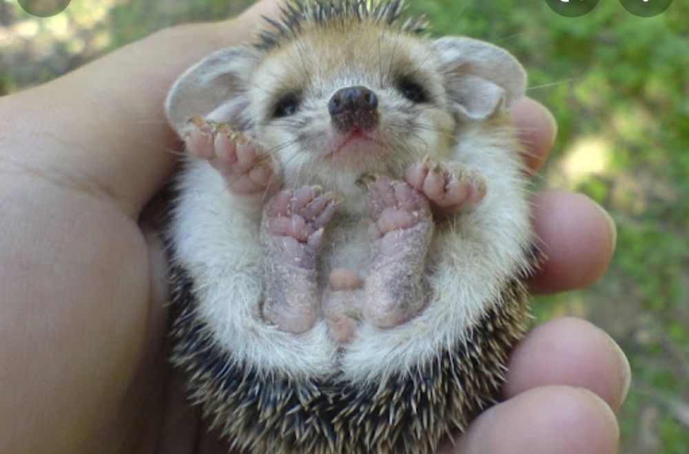 Молодой лесной Ушастый ёжик